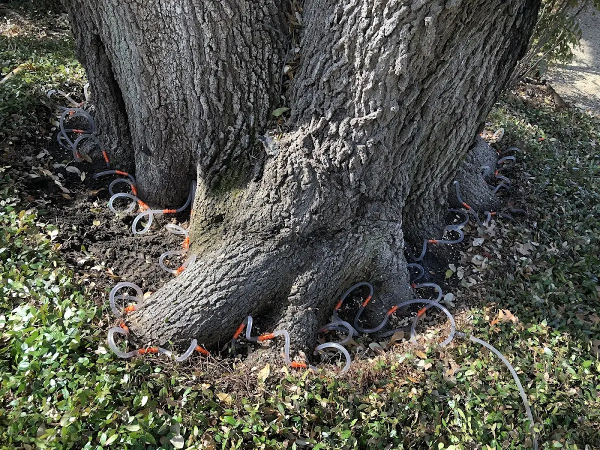 Detailed Tree Cabling and Bracing job site in Waynoka